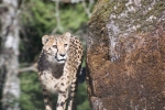 gepard