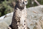 gepard_2