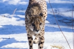 gepard_4