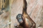 orangutang_2