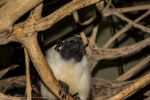 tamarin